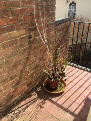  Image of 2 bedroom Flat to rent in Cross Lane Norwich NR3 at Norwich Norfolk, NR3 1BU