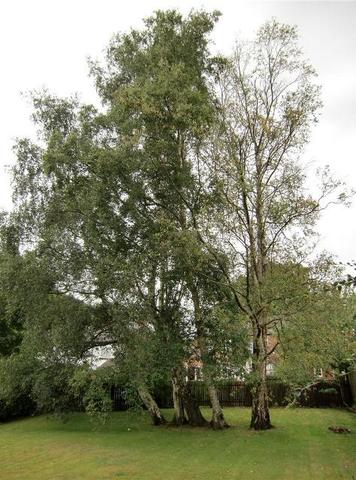  Image of 1 bedroom Apartment to rent in Park Lane Poynton Stockport SK12 at Homelyme House Park Lane Poynton, SK12 1RL