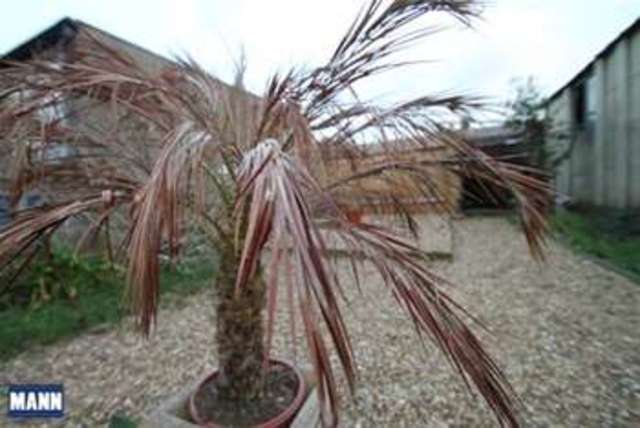  Image of 3 bedroom Terraced house to rent in Milton Street Swanscombe DA10 at Swanscombe, DA10 0DQ