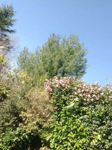  Image of 3 bedroom Detached house to rent in Hurtis Hill Crowborough TN6 at Hurtis Hill  Crowborough, TN6 3BL