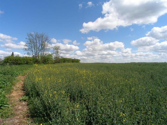 Image of 4 bedroom Semi-Detached house for sale in Hunsdon Hunsdon Ware SG12 at Hunsdon, Ware